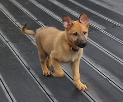 dog