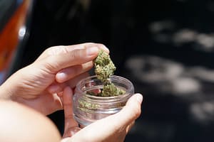 cannabis recreational marijuana